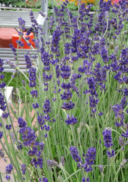 LAVENDULA ANG HIDCOTE BLUE #1