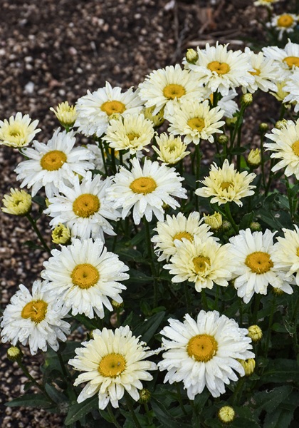 LEUCA SUP BANANA CREAM II #1PW