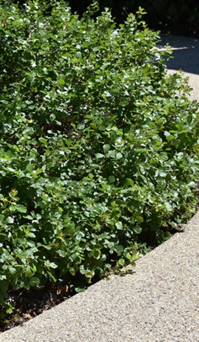 RHUS ARO GRO-LOW SUMAC #5