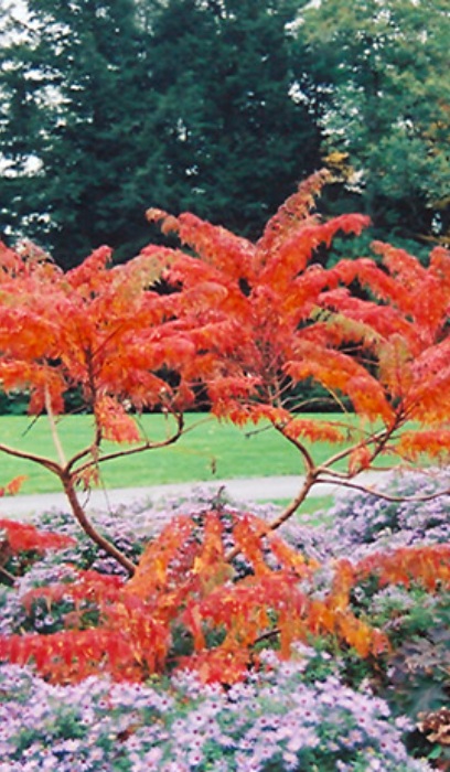 RHUS TYP CUTLEAF STAGHN SUMAC #5