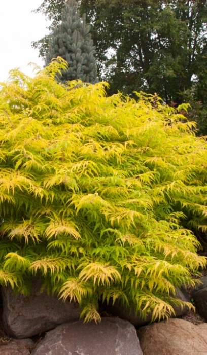 RHUS TYP TIGER EYE SUMAC #2 FE