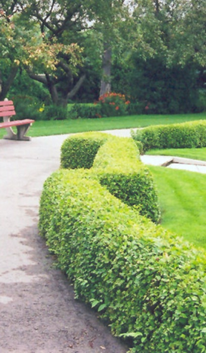 RIBES ALPIN ALPINE CURRANT #2