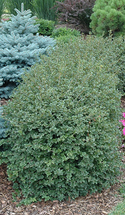 RIBES ALP GREEN MOUND #5