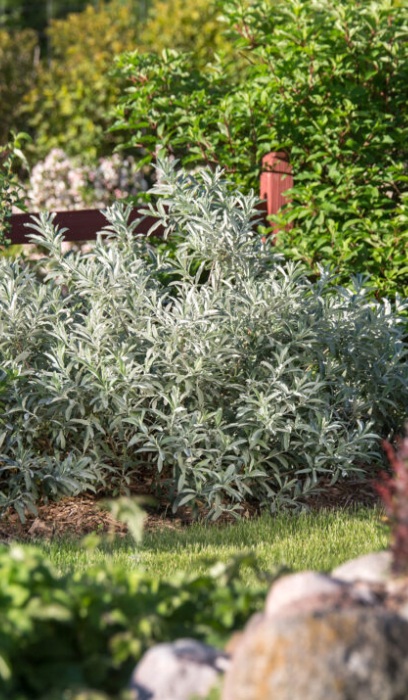 SALIX CAN ICEBERG ALLEY #2 FE