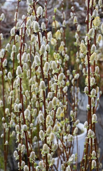 SALIX DIS NATIVE PUSSY WILLOW #3
