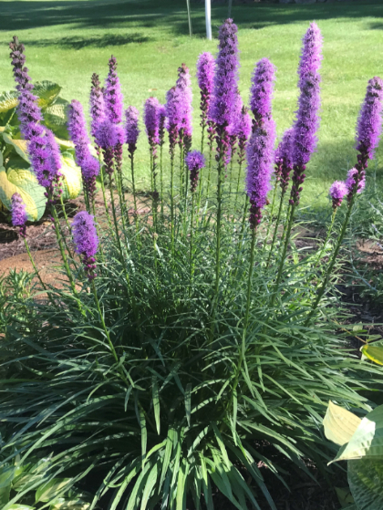 LIATRIS SPICATA #1 BLAZING STAR