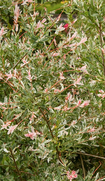 SALIX INT NISHIKI WILLOW #5