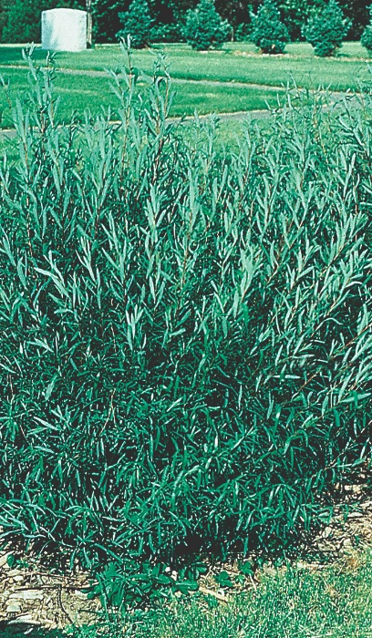 SALIX PUR DWF BLUE ARCTIC #2