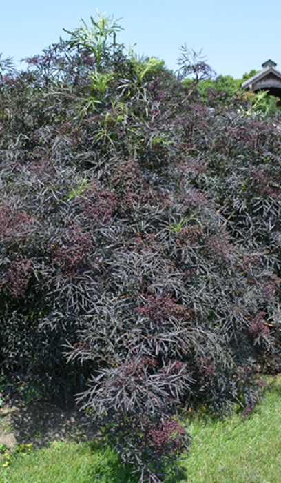 SAMBU NIG BLACK LACE #3 PW