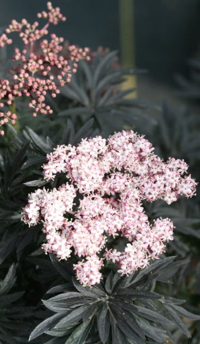 SAMBU NIG LACED UP #5 PW