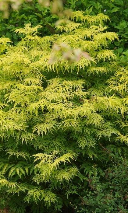 SAMBU RAC LEMONY LACE #3 PW