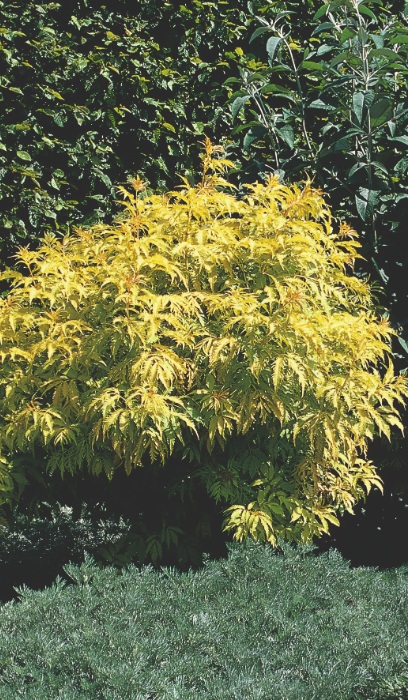 SAMBU RAC SUTHERLAND GOLD #3