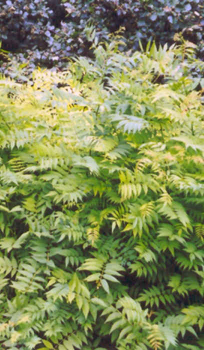 SORBA SEMS ASH LEAF SPIREA #5