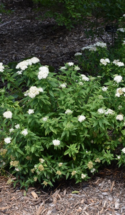 SPIREA ALB JAPANESE WHITE #2