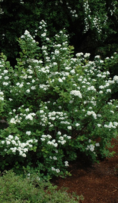 SPIREA BET TOR BIRCHLEAF #5