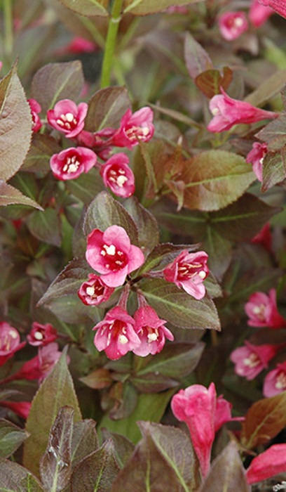 WEIGELA FLO TANGO #2