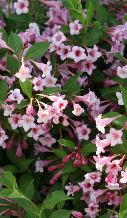 WEIGELA FLO SONIC BLOOMPINK#2PW