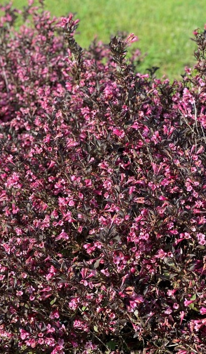 WEIGELA FLO VERY FINE WINE #2 PW