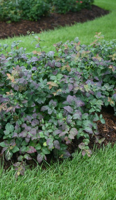 SPIREA JA DBLPLAY BLUE KAZOO#2PW