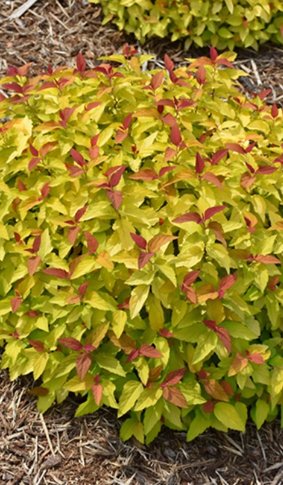 SPIREA JAP DBLPLAY CANDYCORN#5PW