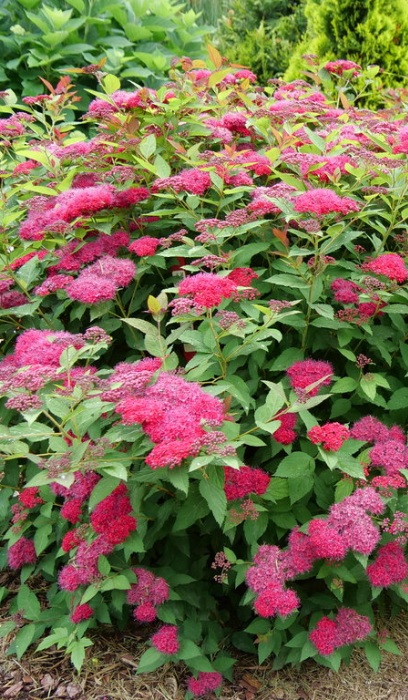 SPIREA JAP DBLPLAY DOOZIE #2PW