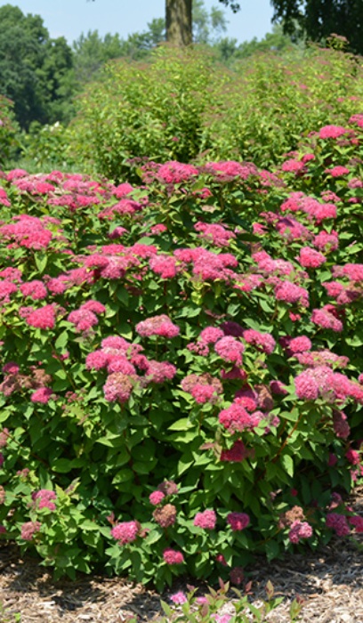 SPIREA JAP DBLPLAY RED #2 PW