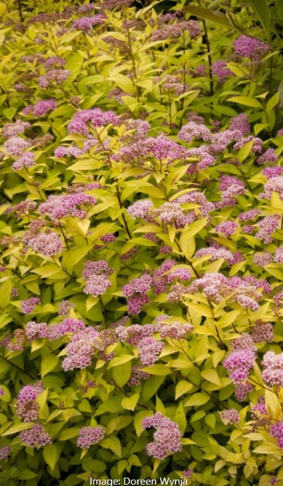 SPIREA JAP GOLDMOUND #2