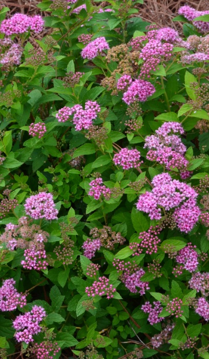 SPIREA JAP LITTLE PRINCESS #5
