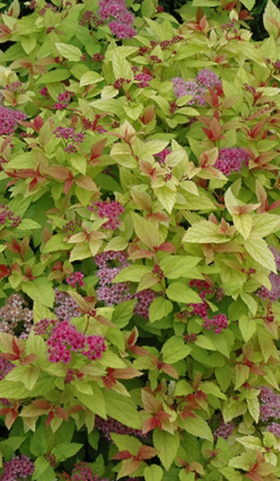 SPIREA JAP MAGIC CARPET #5