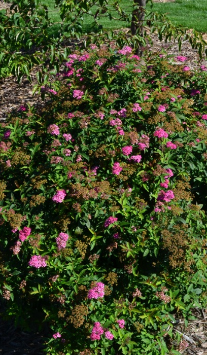 SPIREA JAP NEON FLASH #2