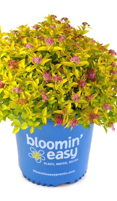 SPIREA JA PINEAPPLE POPROCKS#2BE