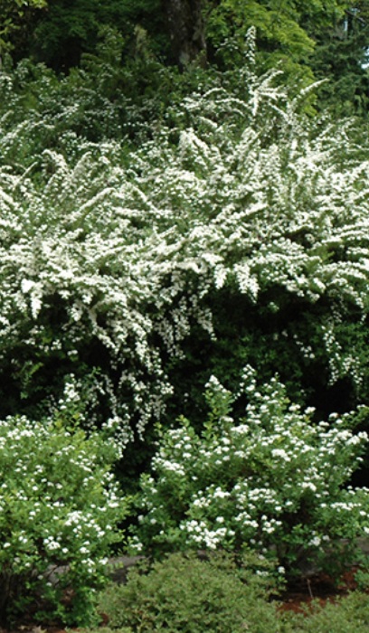 SPIREA NIP SNOWMOUND #2