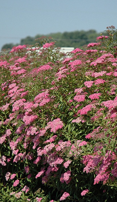 SPIREA BUM ANTHONY WATER #2