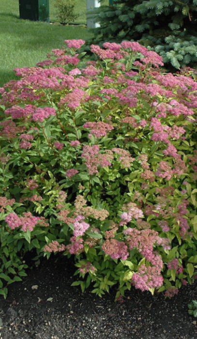 SPIREA BUM GOLDFLAME #2