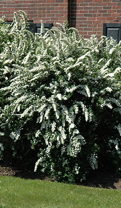 SPIREA X VAN RENAISSANCE #5