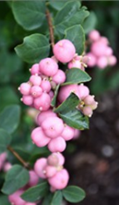 SYMPH DOO PINKY PROMISE #2 BE