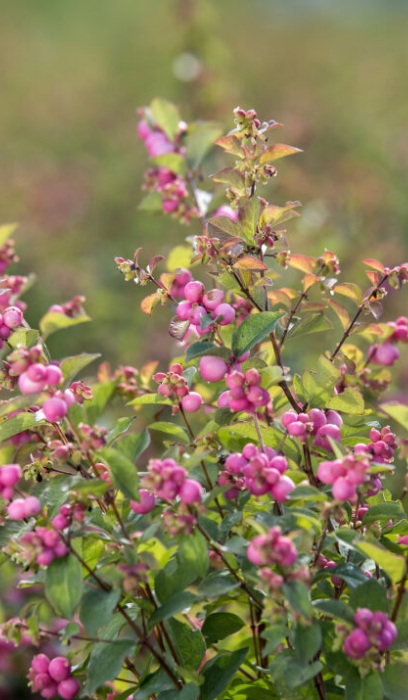 SYMPHO CANDY CORALBERRY #2 FE