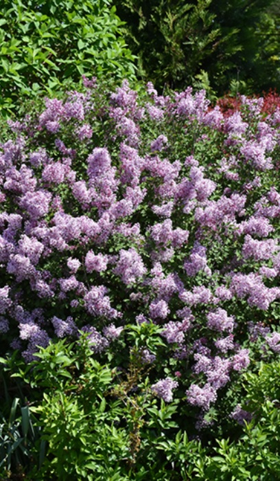 SYRINGA BLOOMERANG DK PURPLE#2PW