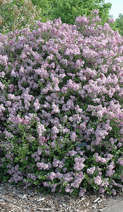 SYRINGA MEY DWF KOREAN LILAC #2