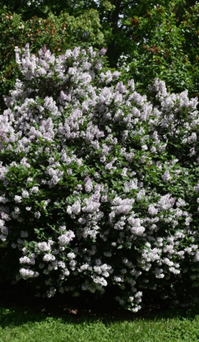 SYRINGA PAT MISS KIM LILAC #2