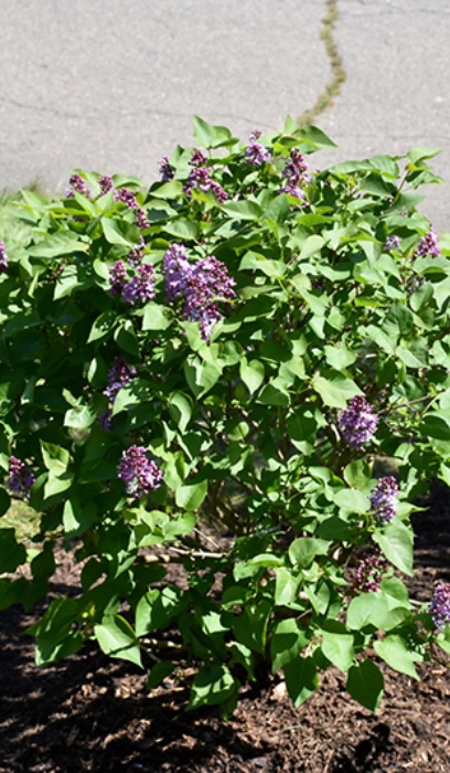 SYRINGA VUL PRAIRIE PETITE #2