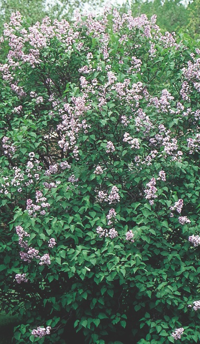 SYRINGA VUL COMMON PURPLE #2