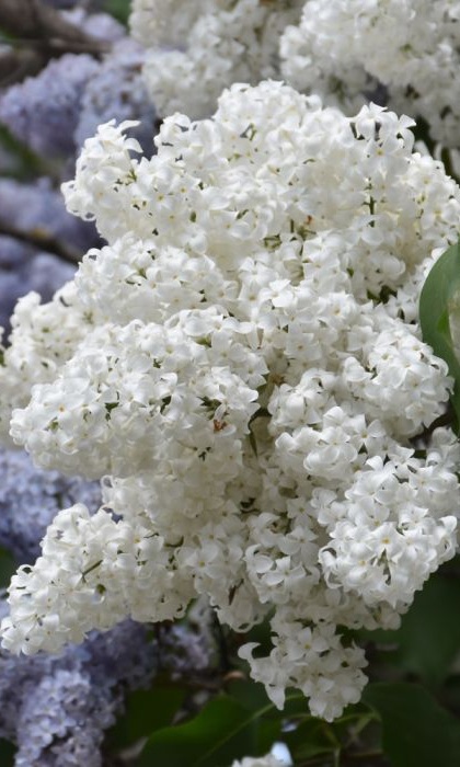 SYRINGA ALBA COMMON WHITE #5