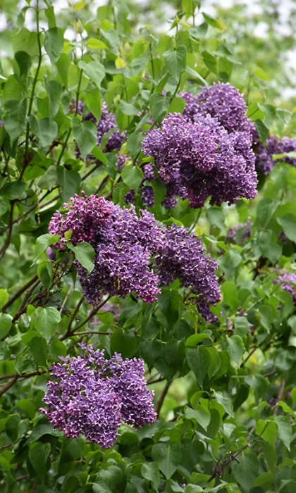 SYRINGA VUL ALBERT HOLDEN #5