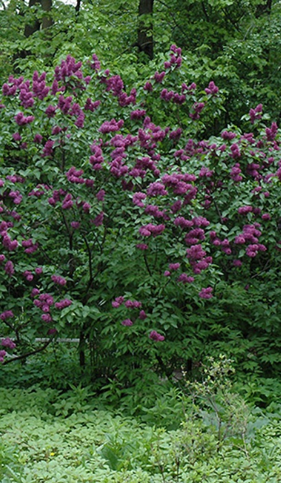 SYRINGA VUL CHARLES JOLY #5