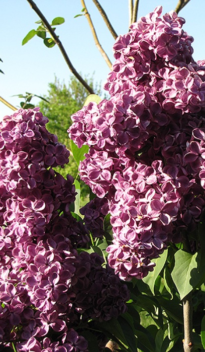 SYRINGA VUL MONGE #5