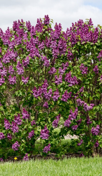 SYRINGA VIRTUAL VIOLET #5 FE