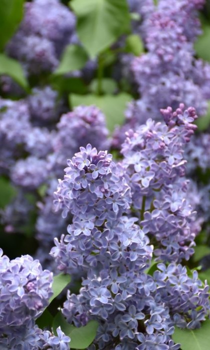 SYRINGA VUL WEDGEWOOD BLUE #5