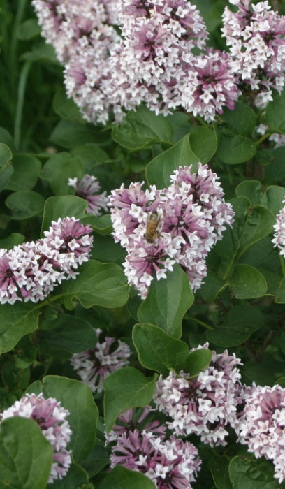 SYRINGA X BABY KIM #2 PW