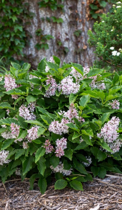 SYRINGA X LITTLE LADY #2 FE